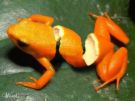 gornouilleu orange