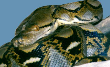 serpent